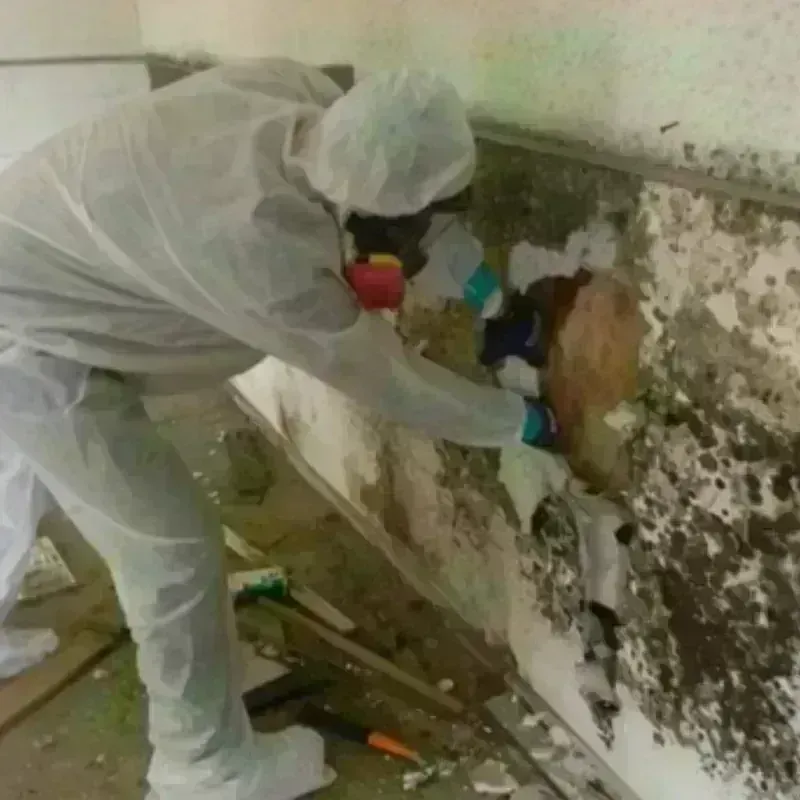 Mold Remediation and Removal in Hildebran, NC